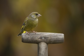 European greenfinch (Chloris chloris) adult bird on a garden fork handle in the autumn, Suffolk,