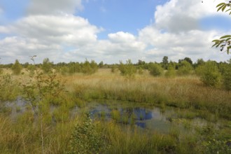 Nature reserve Aschendorfer Obermoor, Wildes Moor, former peat extraction areas undergoing