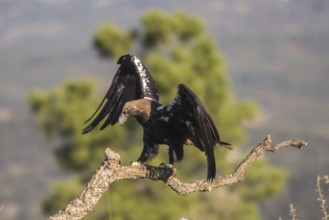 Iberian Eagle (Aquila adalberti), Spanish imperial eagle, Extremadura, Castilla La Mancha, Spain,