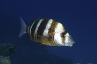 A striped fish, zebra bream (Diplodus cervinus cervinus), swims through the underwater wilderness