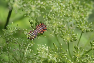 Mating italian striped bugs (Graphosoma italicum) on a goutweed flower (Aegopodium podagraria),