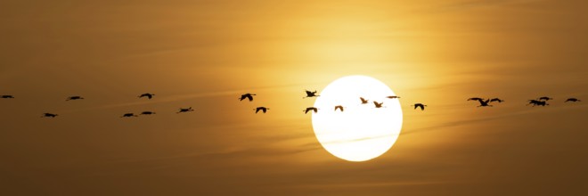 Cranes (Gruidae) on their way to the roost