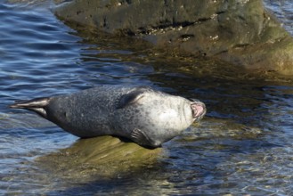 Harbor seal, phoca vitulina vitulina. Seal resting on a rock by the sea and yawning. Forillon