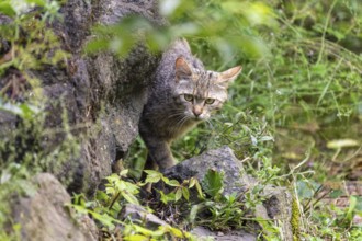 A cat sneaks out of a rock in a dense forest, wild cat (Felis silvestris), kittens, Germany, Europe