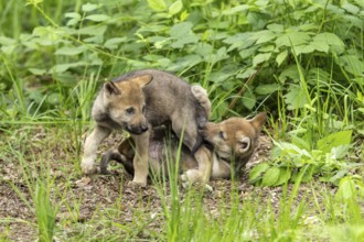 Two wolf pups wrestling in the forest, one standing over the other, European grey gray wolf (Canis