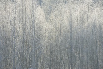 Winter landscape, trees covered with hoarfrost, backlit, North Rhine-Westphalia, Germany, Europe