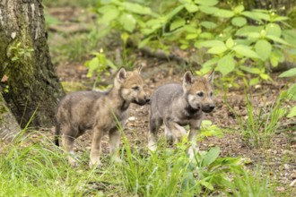 Two wolf pups explore the wooded ground surrounded by plants, European grey gray wolf (Canis lupus)