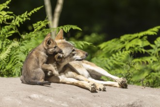 A wolf cuddles lovingly with its young on a rock, European grey gray wolf (Canis lupus), Germany,