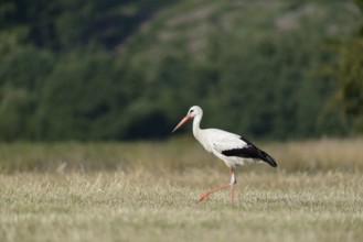 White stork (Ciconia ciconia) foraging in a mown meadow, North Rhine-Westphalia, Germany, Europe