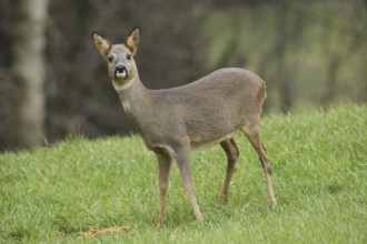 European roe deer (Capreolus capreolus) in winter coat secured in the meadow, Allgäu, Bavaria,