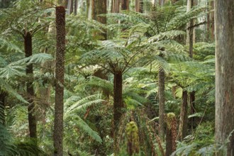 Nature landscape of the forest in the Dandenong Ranges with ferns and Eucalyptus regnans trees in