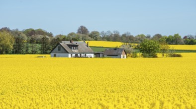 Landscape with fields of rapeseed in Ystad municipality, Skåne, Sweden, Scandinavia, Europe