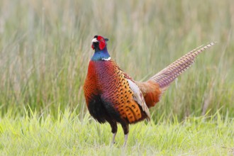 Pheasant, hunting pheasant (Phasianus colchicus), adult male bird in a meadow, wildlife, Lembruch,