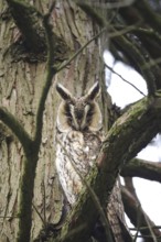 Long-eared owl (asio otus), June, Saxony, Germany, Europe