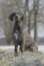 Great Dane, 16 weeks old