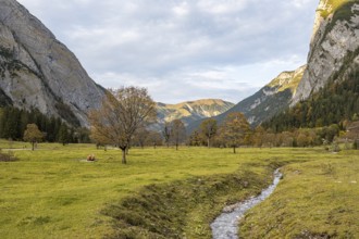 Maple trees with autumn leaves, autumn landscape in Rißtal, Großer Ahornboden, Engalpe, Eng,