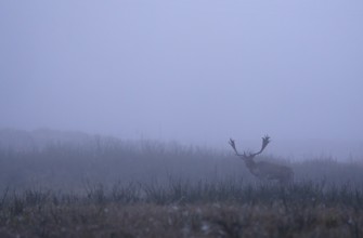 Fallow deer (Cervus dama), male, rut, Hesse, Germany, Europe