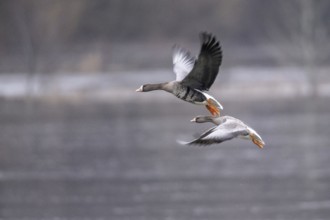 Greater white-fronted geese (Anser albifrons), landing, Emsland, Lower Saxony, Germany, Europe