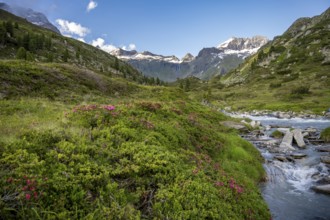 Mountain landscape with alpine roses and mountain stream Zemmbach, mountain peak Kleiner Mörcher in