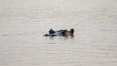 Hippopotamus (Hippopatamus amphibius), adult, head looking out of the water, Sunset Dam, Kruger