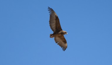 Bateleur (Terathopius ecaudatus), juvenile in flight against a blue sky, Etosha National Park,