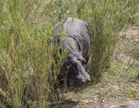 Hippopotamus (Hippopatamus amphibius), adult, among tall grass, Kruger National Park, South Africa,