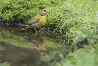 European greenfinch (Carduelis chloris) at the watering hole, Emsland, Lower Saxony, Germany,