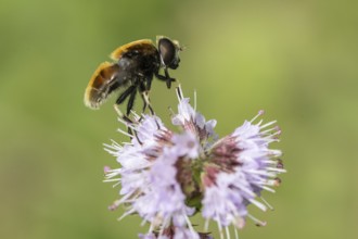 Bumblebee hoverfly (Volucella bombylans) on water mint (Mentha aquatica), Emsland, Lower Saxony,