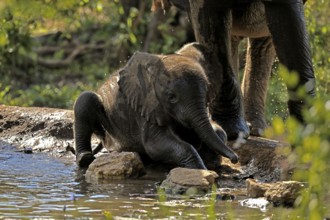 African elephant (Loxodonta africana), young elephant, baby elephant, calf, at the water, drinking,