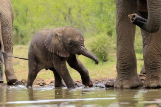 African elephant (Loxodonta africana), young animal, calf, baby elephant, mother, young animal with