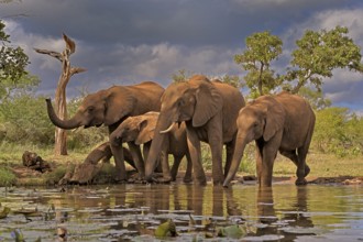 African elephant (Loxodonta africana), adult, juvenile, group with juveniles, at the water,