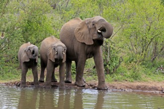 African elephant (Loxodonta africana), juvenile, mother, adult, female, mother with two juveniles,