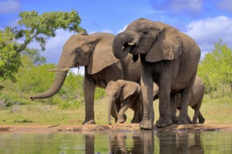 African elephant (Loxodonta africana), juvenile, mother, adult, female, group, at the water,