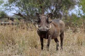 Warthog (Phacochoerus africanus), adult, foraging, alert, Kruger National Park, Kruger National