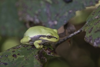 Tree frog (Hyla arborea), Lower Saxony, Germany, Europe