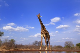 Southern giraffe (Giraffa camelopardalis giraffa), adult, at the water, Kruger National Park,