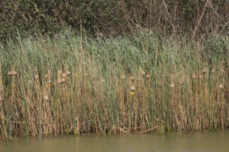 Eastern golden weaver (Ploceus subaureus), colony, Saint Lucia Estuary, Isimangaliso Wetland Park,