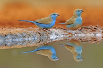 Blue-winged Oriole (Uraeginthus angolensis), Angola Butterfly Finch, adult, two birds, at the