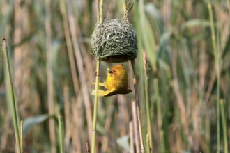 Eastern golden weaver (Ploceus subaureus), adult, male, at the nest, mating, Saint Lucia Estuary,