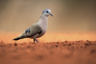 Emerald-spotted wood dove (Turtur chalcospilos), adult, at the water, Kruger National Park, Kruger