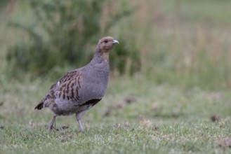 Gray partridge (Perdix perdix), Emsland, Lower Saxony, Germany, Europe