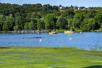 Waterweed, Elodea, an invasive species, green carpet of plants on Lake Baldeney in Essen, the