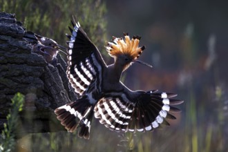 Hoopoe (Upupa epops) Bird of the Year 2022, raised bonnet in backlight, sunset, golden hour,