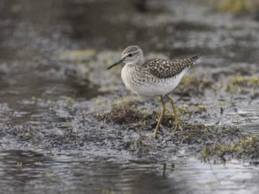 Wood Sandpiper (Tringa glareola), walking across marshland, June, Finnmark, Norway, Europe