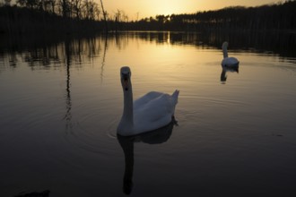 Mute swan (Cygnus olor), pair, at sunset, subsidence area, Bottrop, Ruhr area, North