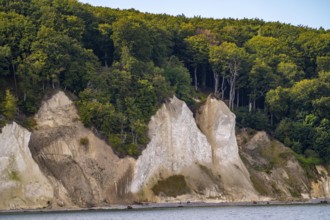 The chalk cliffs of Rügen, cliffs of the Stubbenkammer, in the Jasmund National Park, hiker on the