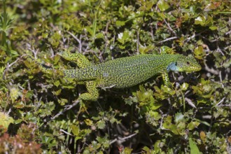 Balkan green lizard (Lacerta trilineata), lizard, lizard, reptile, (Lacerta bilineata), Lesbos,