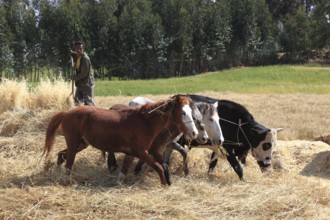 In the highlands of Abyssinia, in the Semien Mountains, Semien Mountains, field work, threshing