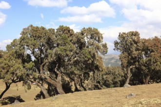 In the highlands of Abyssinia, in the Semien Mountains, landscape in the Semien Mountains National