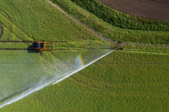 Irrigation of a wheat field on the Lower Rhine, with a mobile irrigation machine, large-area